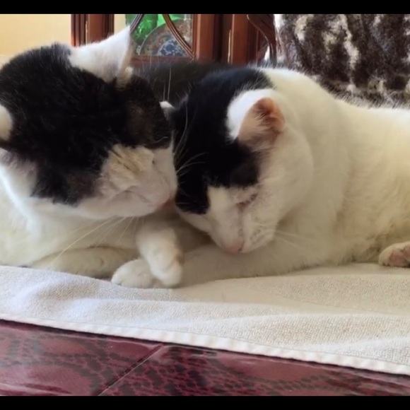 Posher Kathleen ❤️😻”Here, Kitty, kitty” - Picture 4 of 16